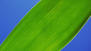 Green leaf blue sky minimalism - a green leaf free wallpaper