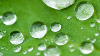 Green leaf water droplets macro 26 - a green leaf free wallpaper
