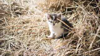 Kitten hay straw sad camera - canon 5 0 mm free wallpaper