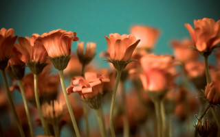 Pink flowers vase blue green - a green wall free wallpaper