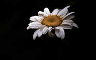 White flower yellow center black 2 - a yellow center free wallpaper