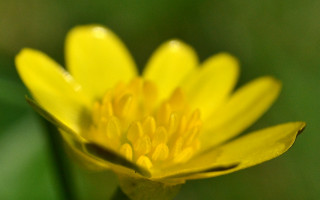 Yellow flower solo center macro - a green background and a blurry background behind free wallpaper