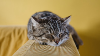 Cat sleeping couch photorealistic blurry - the arm of the couch free wallpaper