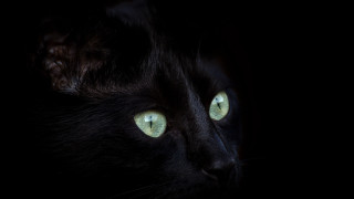 Black cat glowing green eyes 3 - a portrait free wallpaper
