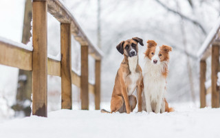 Snowy bridge dogs shiba inu - two dog free wallpaper