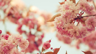 Pink flowers blooming branch sunlight - aestheticism free wallpaper