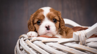 Small brown white dog chair - dog free wallpaper