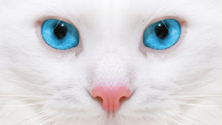 White cat blue eyes pink 2 - a pink nose free wallpaper