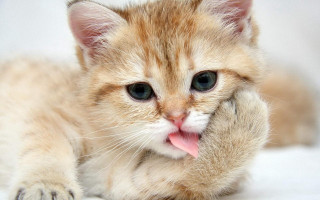 Kitten tongue white blanket glamor - dom qwek free wallpaper