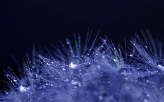 Dandelion water droplets macro night 3 - a close up of a dandelion free wallpaper