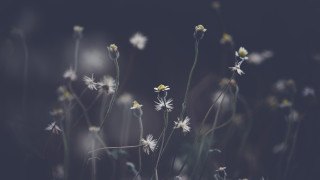 White flowers yellow centers blurry 2 - a blurry background of the flowers free wallpaper