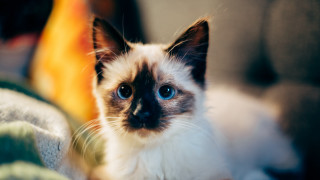 Blue eyed cat couch blurry - a cat free wallpaper