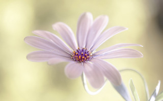 Daisy lily flower bug macro - a blurry background behind free wallpaper for desktop