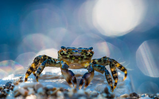 Blue crab yellow legs snow 2 - a crab free wallpaper