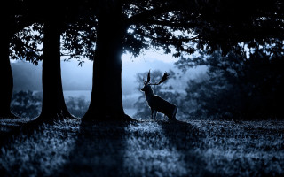 Deer forest night fog silhouette - night free wallpaper