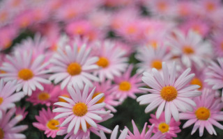 Pink white flower field macro - a field of flowers free wallpaper