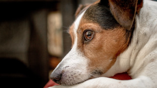 Dog laying red blanket art - his paw free wallpaper