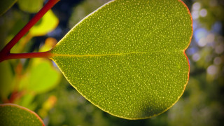 Green leaf red stem ecological - a green leaf free wallpaper