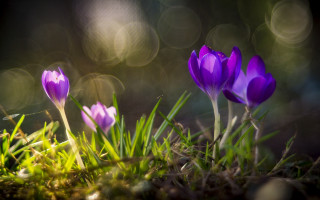 Purple flowers green grass sunlight - ground free wallpaper