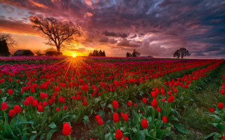 Flower field sunset clouds tree - a field of flowers free wallpaper