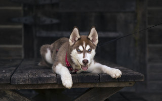 Husky wooden bench blue eyes - a husky dog free wallpaper