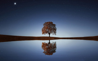 Lone tree reflection still lake - reflective free wallpaper