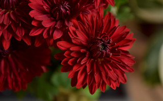 Red flowers vase blurry background - a green plant free wallpaper