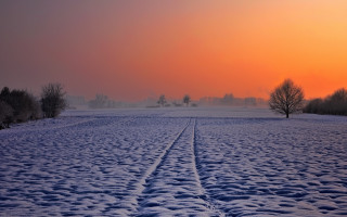 Snowy field trees sunset winter - a line of trees free wallpaper
