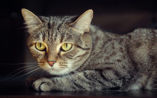 Sad cat on table neoplasticism - neoplasticism free wallpaper