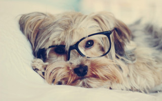 Dog glasses bed furry photo - glass free wallpaper