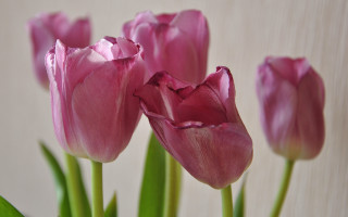 Pink flowers vase green stems - a white wall free wallpaper