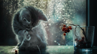 Cat glass water flower table - a cat sitting next free wallpaper