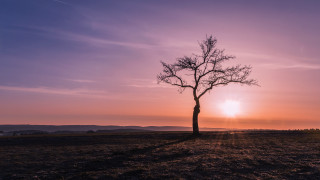 Lone tree sunset purple sky - a lone tree in a field free wallpaper