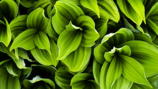 Green leaves white tips macro - a close up of a bunch free wallpaper