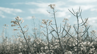 Black white flower field sky - a sky background in the background free wallpaper