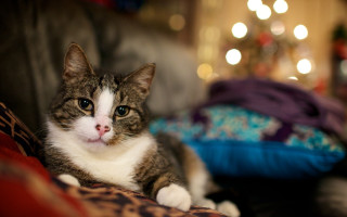 Cat christmas couch blurry bokeh - f 1. free wallpaper