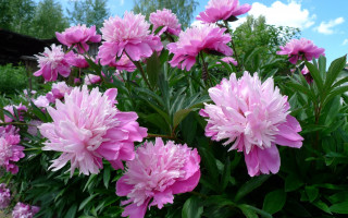Pink flowers garden blue sky - blue sky in the background free wallpaper