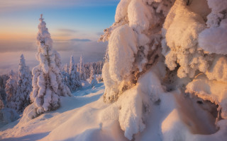 Snowy mountain trees sunset blue - dawn free wallpaper