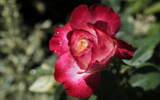 Red rose water droplets bokeh 4 - petal free wallpaper
