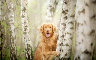 Happy dog in woods trees - furry art free wallpaper