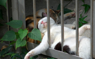 Cat cage plant blood vines - its back in free wallpaper