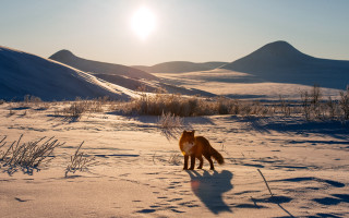 Horse snow mountains sunset nature - sunrise time free wallpaper