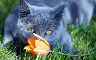 Cat grass flower wideeyes sharp - sharp focus free wallpaper