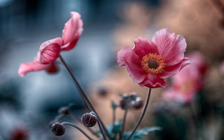 Pink flower macro bokeh blurry - a pink flower free wallpaper