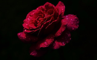 Red rose water droplets macro 13 - the petal free wallpaper