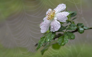 White flower water droplets spider - petal free wallpaper for desktop