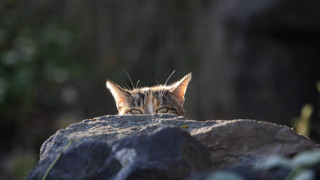 Cat rock portrait sharp focus - a portrait free wallpaper