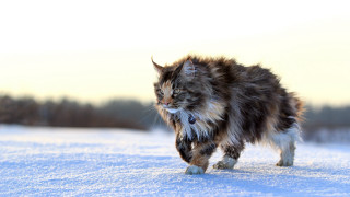Cat snowfield trees sky renaissance - majestic free wallpaper