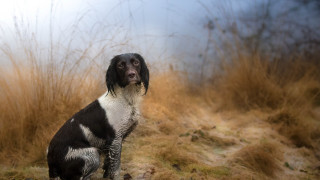 Dog field tallgrass sky blurry - tall grass free wallpaper
