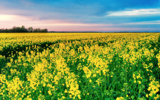 Yellow flower field cloudy sky 2 - a blue sky in the background free wallpaper for desktop
